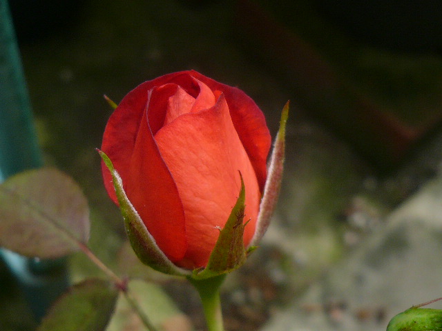 e0026017_1439197.jpg