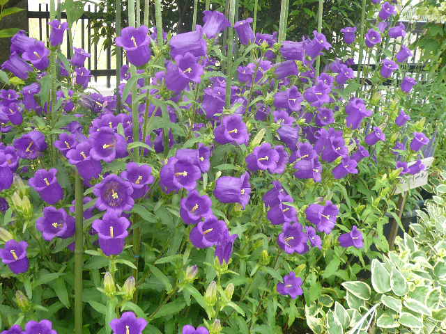 e0026017_14415112.jpg