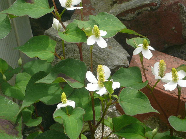 e0026017_1441631.jpg