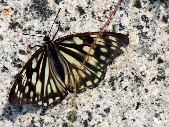 e0083517_00919.jpg