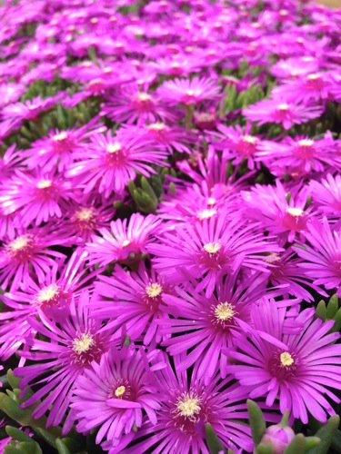 e0163721_11322764.jpg