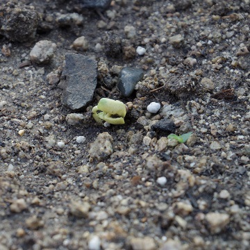 e0311225_745501.jpg