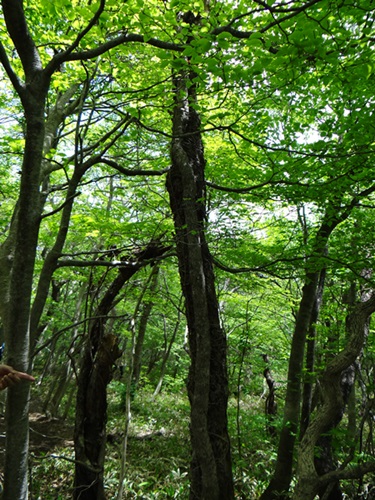 d0037233_16324120.jpg