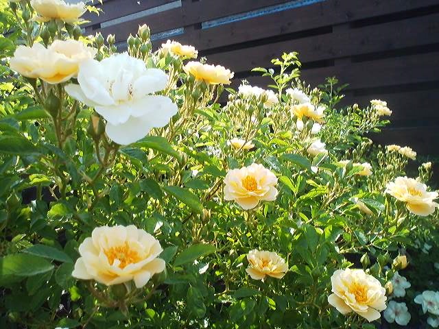 a0272241_20442620.jpg