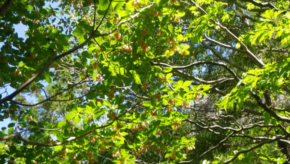 c0042847_1103629.jpg