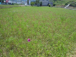 e0175370_1253827.jpg