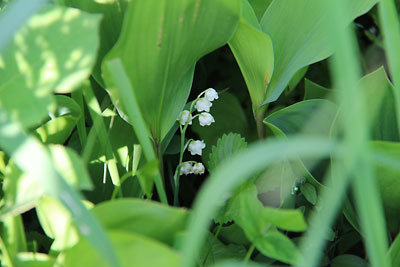 c0152779_1620407.jpg
