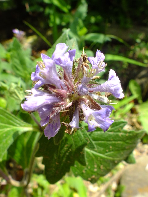 e0145782_4215713.jpg