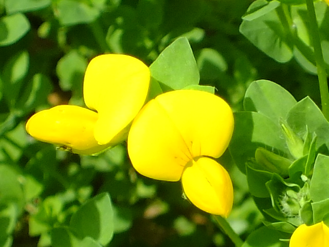 e0145782_4242794.jpg