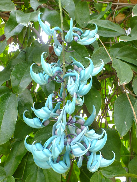 e0145782_4322886.jpg