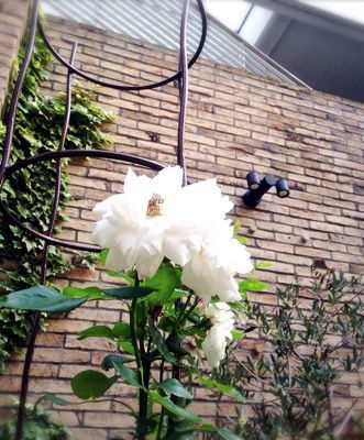 c0322890_0152049.jpg