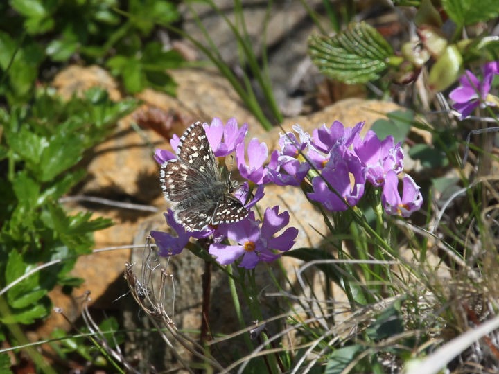b0194593_70416.jpg