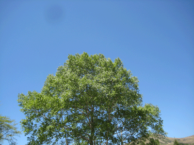 a0030594_23231615.gif