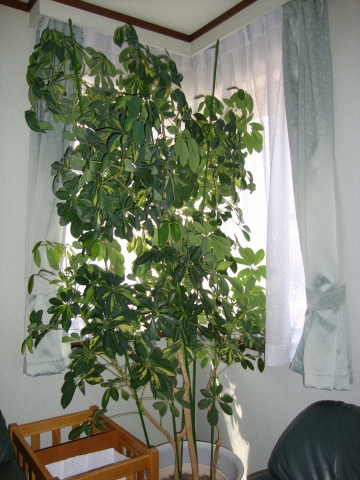 c0322794_228693.jpg