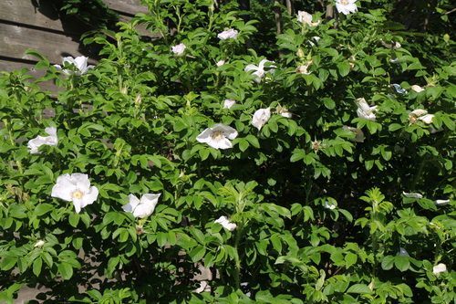 e0054299_7161421.jpg