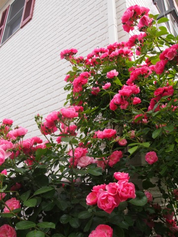 c0117007_2112458.jpg