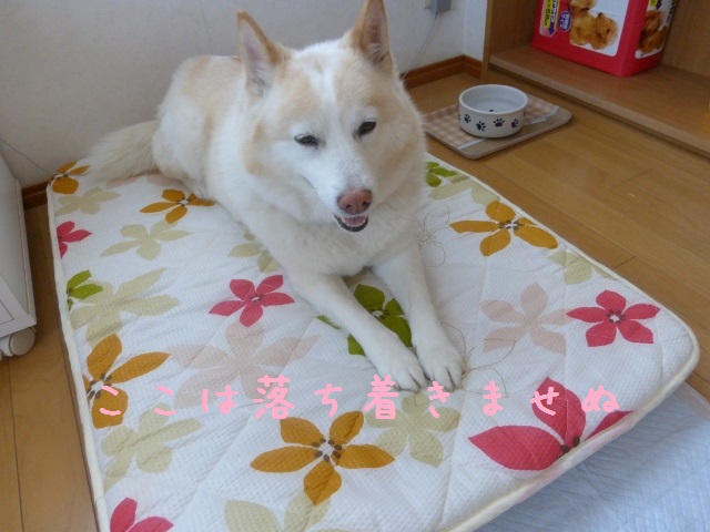 b0138430_11301351.jpg