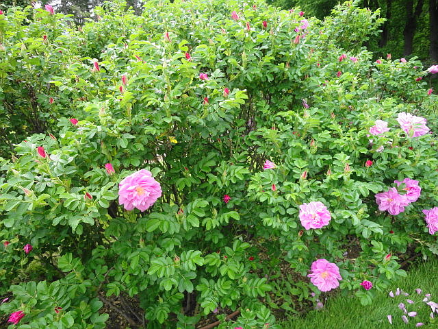 a0224537_5105644.jpg