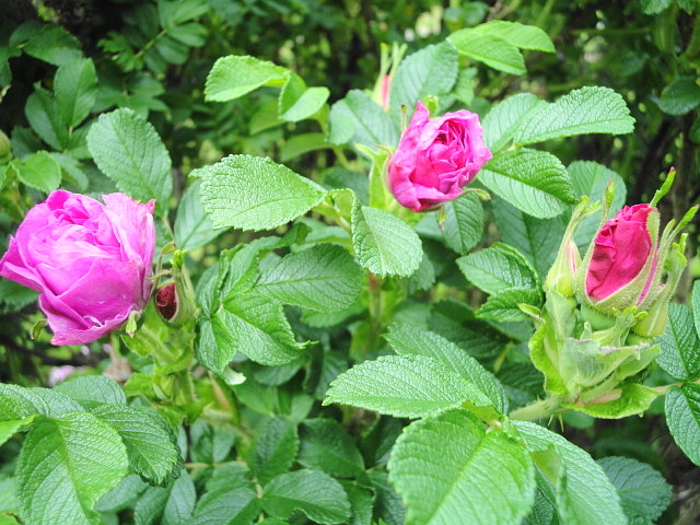 a0224537_522769.jpg