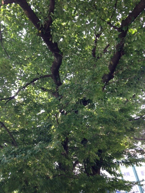 e0269537_11103730.jpg