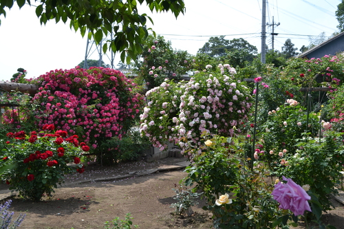 f0342371_19232449.jpg