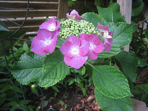 d0046702_10354215.jpg