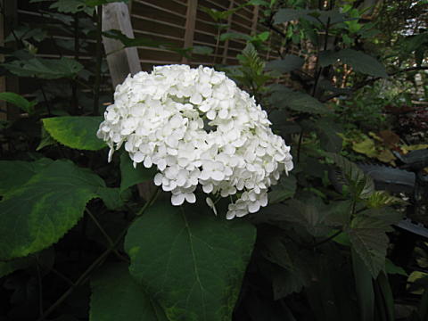 d0046702_10362959.jpg