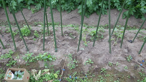 c0300035_9304465.jpg