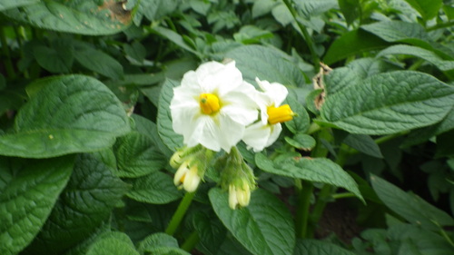 c0300035_9325017.jpg