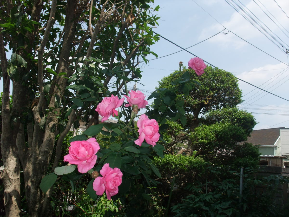 a0303241_13333055.jpg