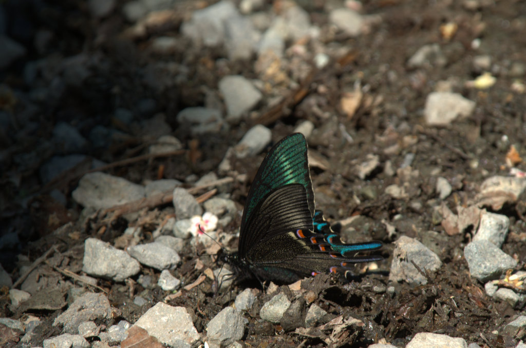 d0098057_983497.jpg