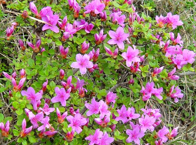 c0119160_21575585.jpg