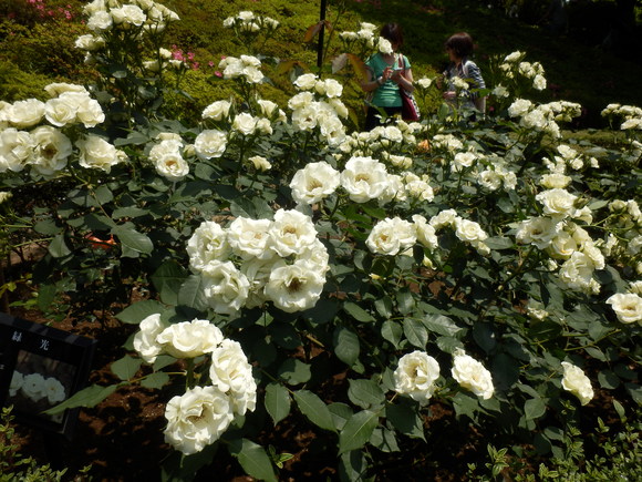 e0292172_1744138.jpg
