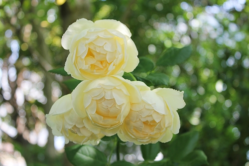 c0222474_374518.jpg