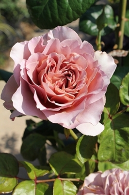 c0222474_418506.jpg