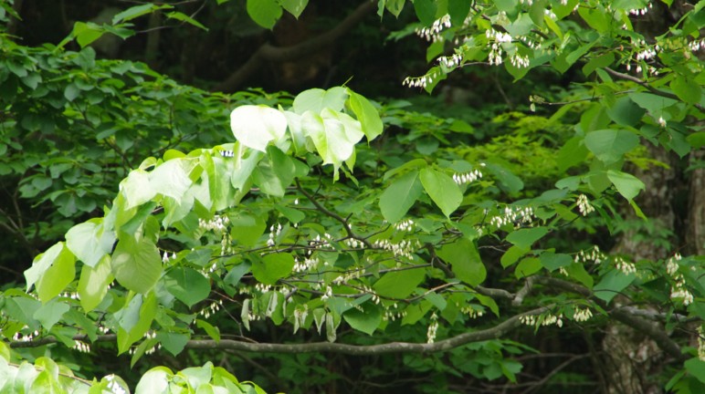 c0144185_2332466.jpg