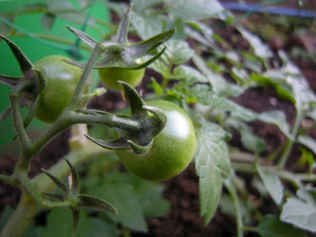 f0063887_23595683.jpg