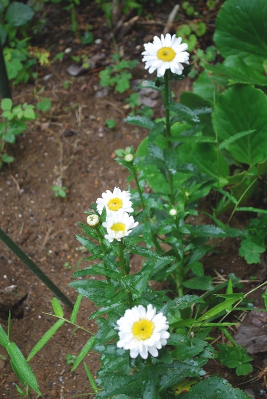 e0025300_20323399.jpg