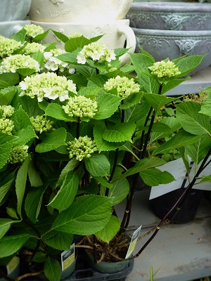 c0167112_21112569.jpg