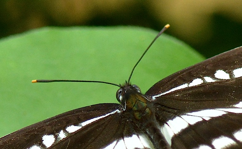 d0303129_14231290.jpg