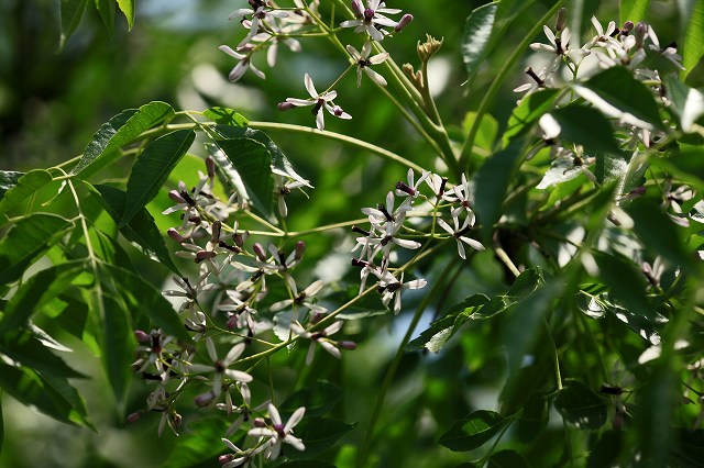a0242438_19304247.jpg
