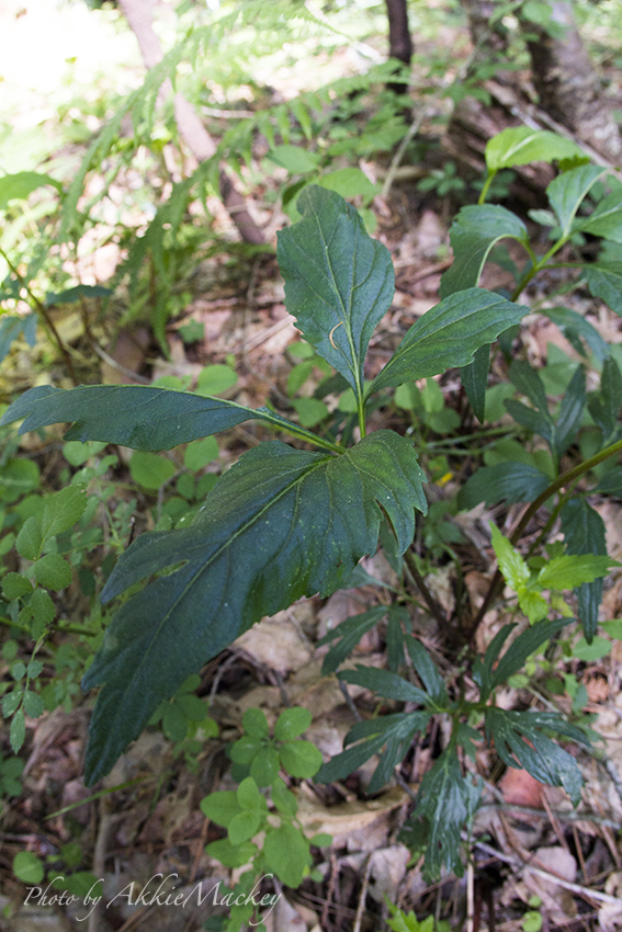 b0167256_00033489.jpg