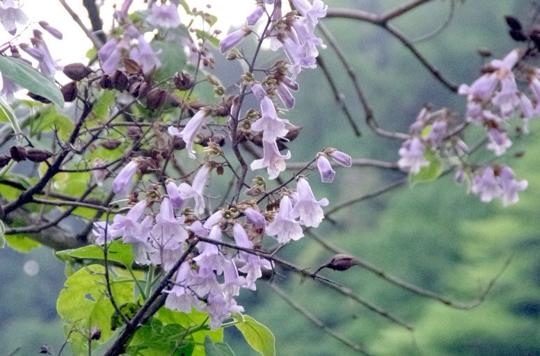 c0144185_14135331.jpg