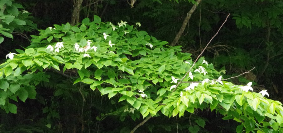 c0144185_1419599.jpg