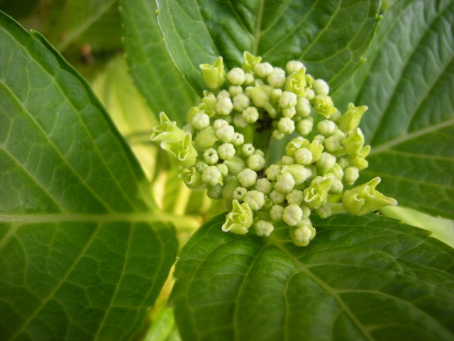 f0063887_04415.jpg