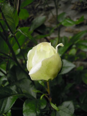 e0206902_8111646.jpg
