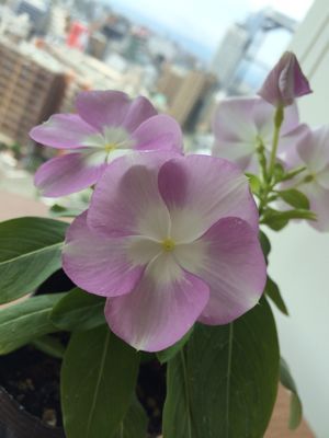 c0201427_23543857.jpg