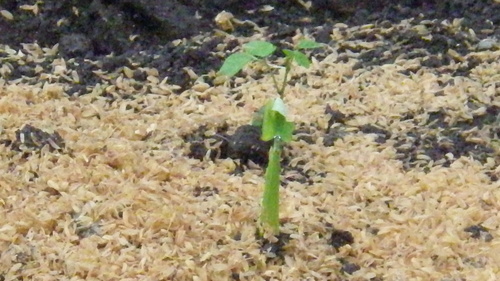 c0300035_9392110.jpg