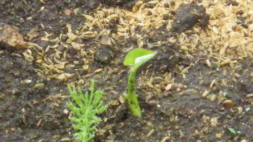 c0300035_9402814.jpg