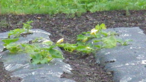 c0300035_942776.jpg